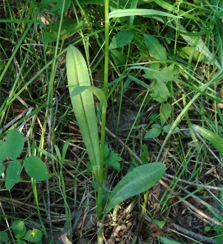 Изображение особи Dactylorhiza fuchsii.