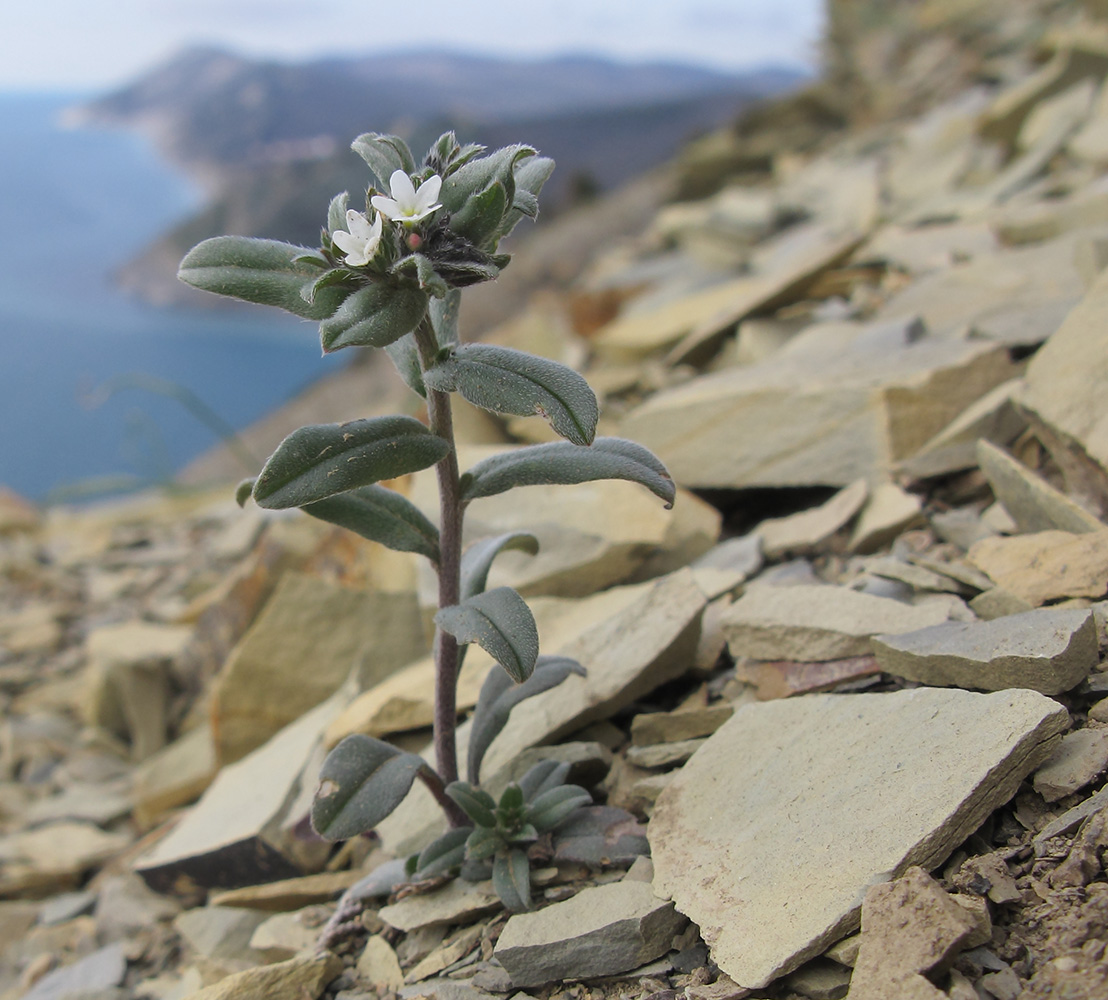 Изображение особи Buglossoides arvensis.