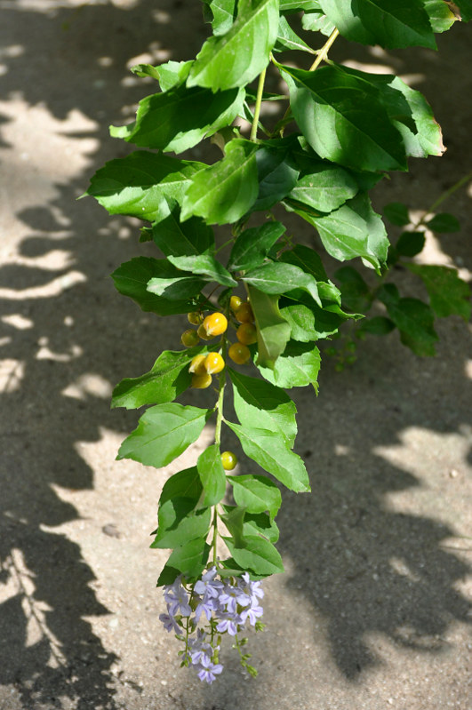 Image of Duranta erecta specimen.