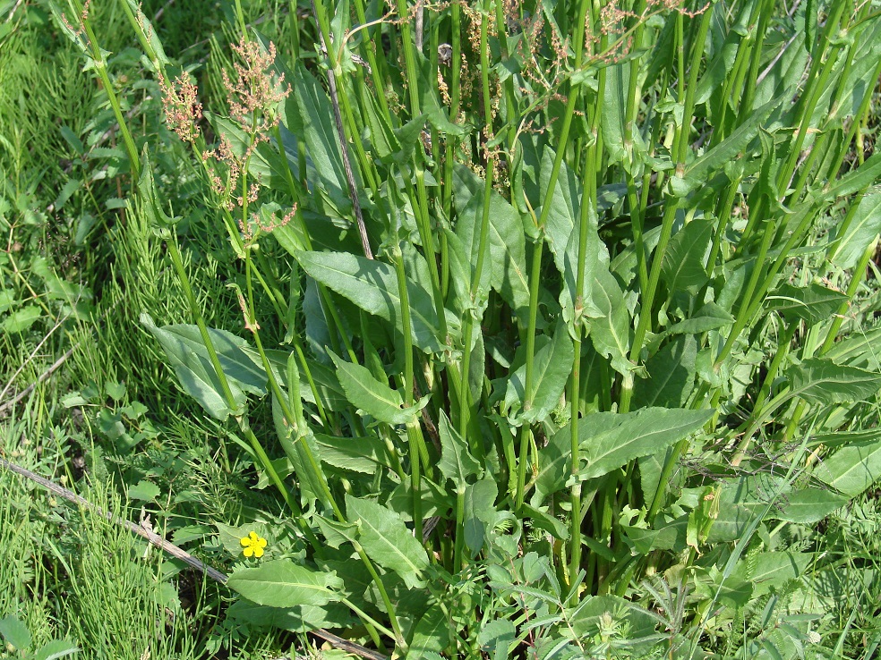 Image of Rumex acetosa specimen.