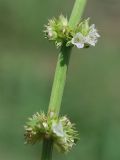 Lycopus europaeus. Часть побега с соцветиями. Узбекистан, г. Ташкент, пос. Улугбек, санитарно-защитная зона. 04.08.2013.