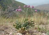 Allium carolinianum