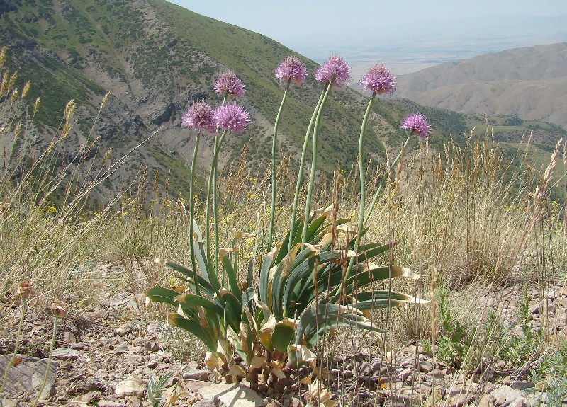 Image of Allium carolinianum specimen.