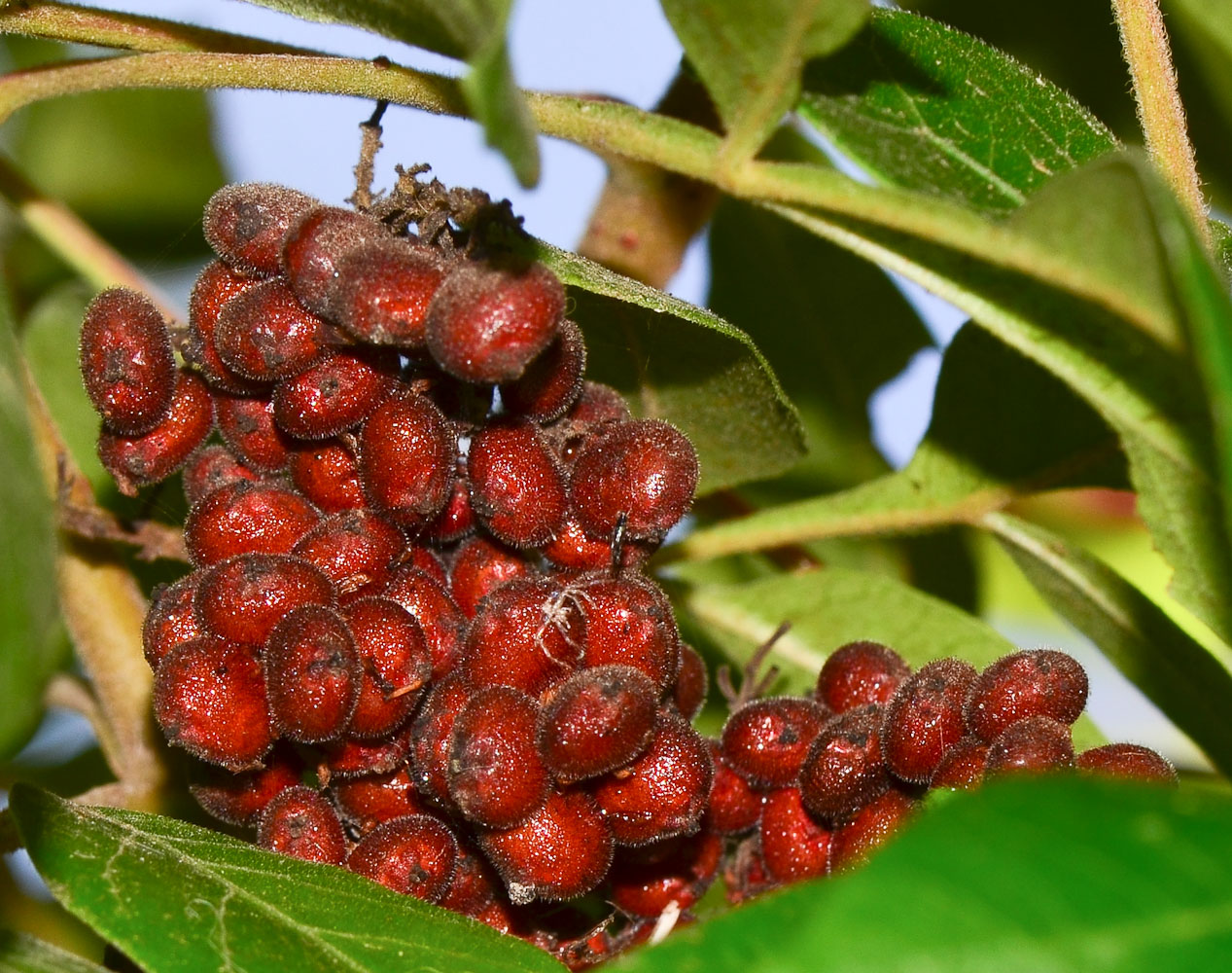 Изображение особи Rhus copallinum.