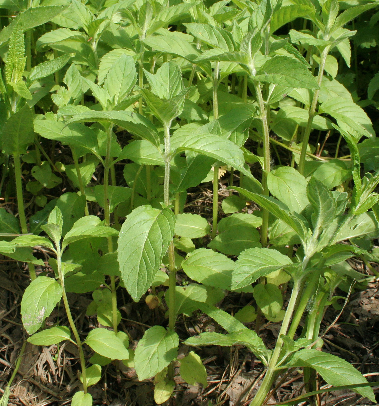 Image of Mentha arvensis specimen.