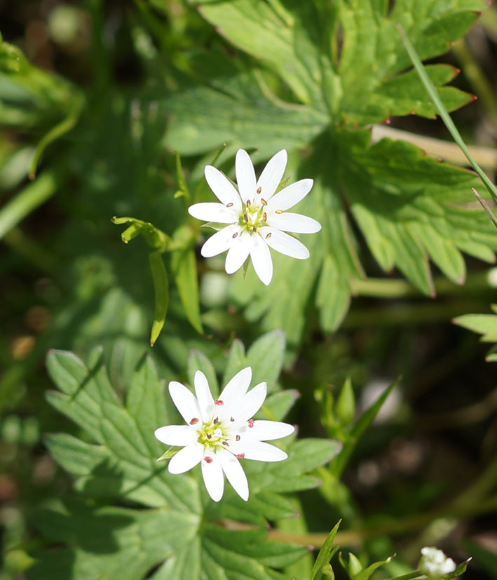 Image of Stellaria soongorica specimen.