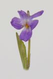 Viola ambigua. Цветок. Республика Молдова, пригород Кишинёва. 3 апреля 2009 г.
