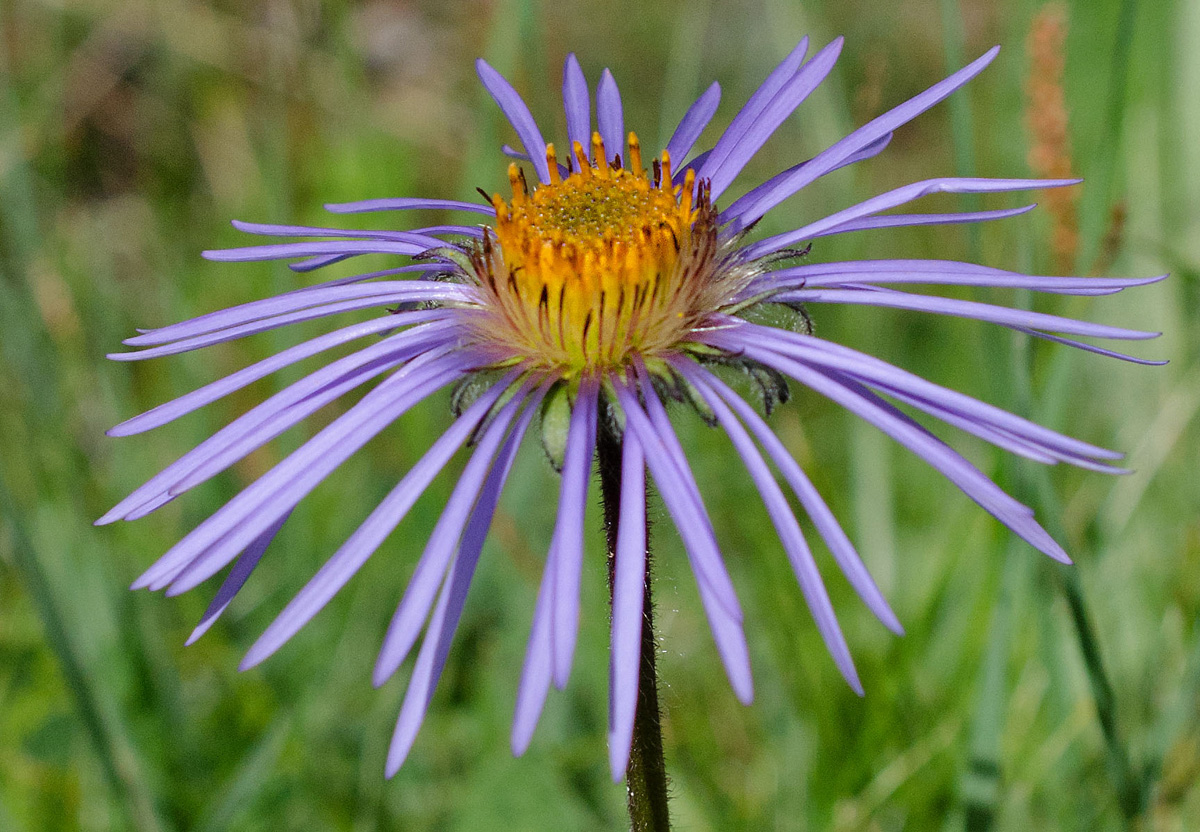 Изображение особи Erigeron flaccidus.