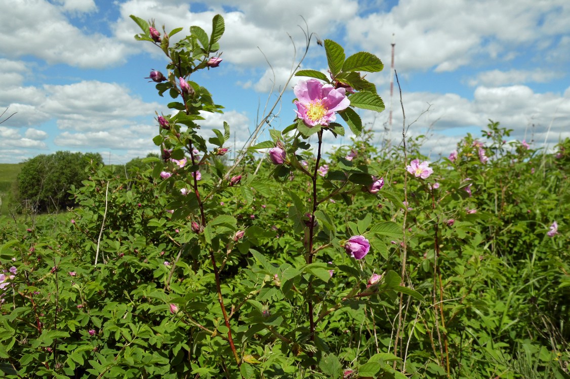 Изображение особи Rosa cinnamomea.