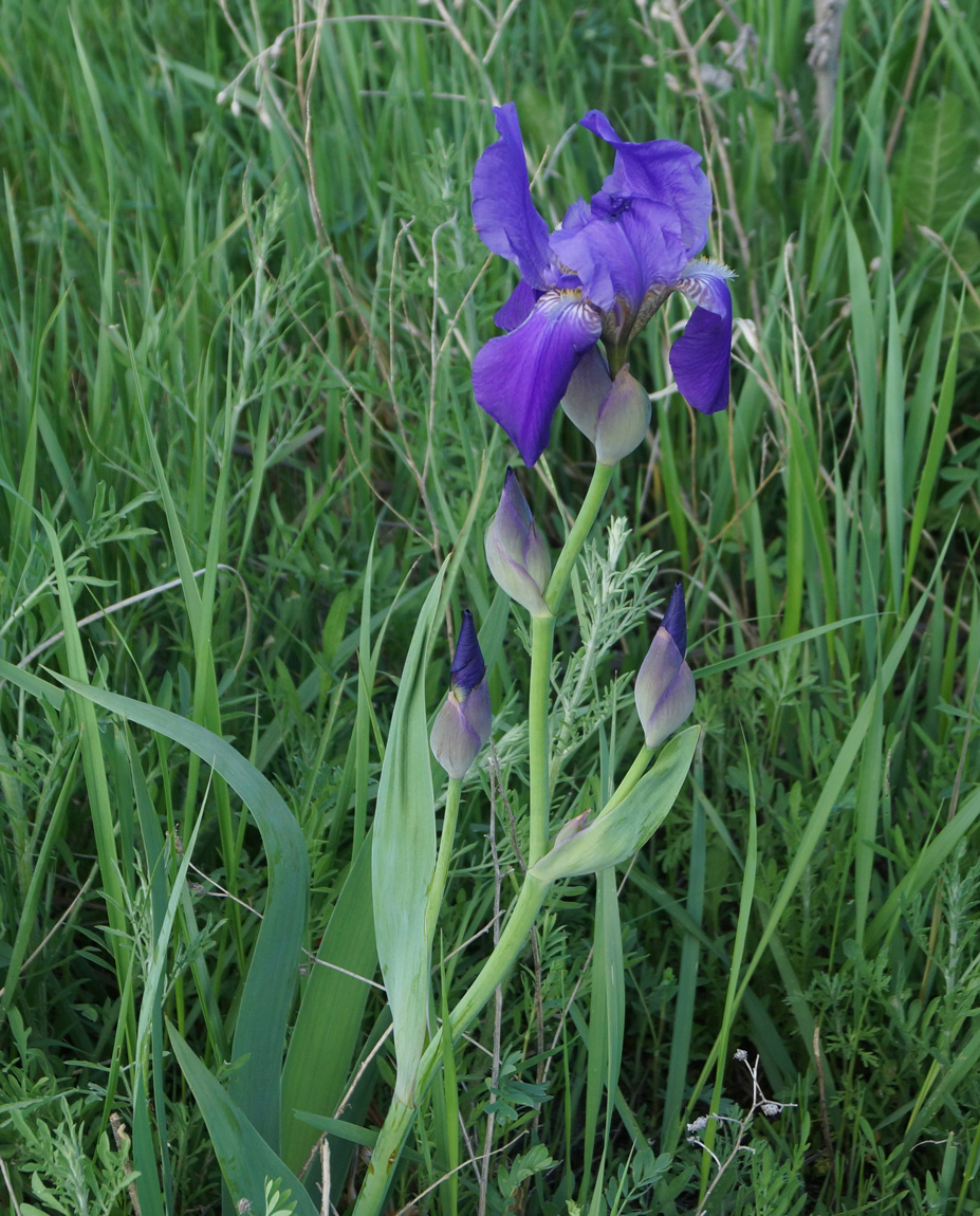 Image of Iris nyaradyana specimen.