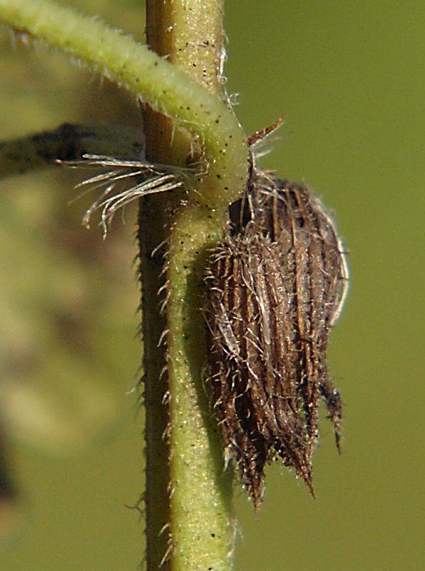 Image of Glechoma hederacea specimen.