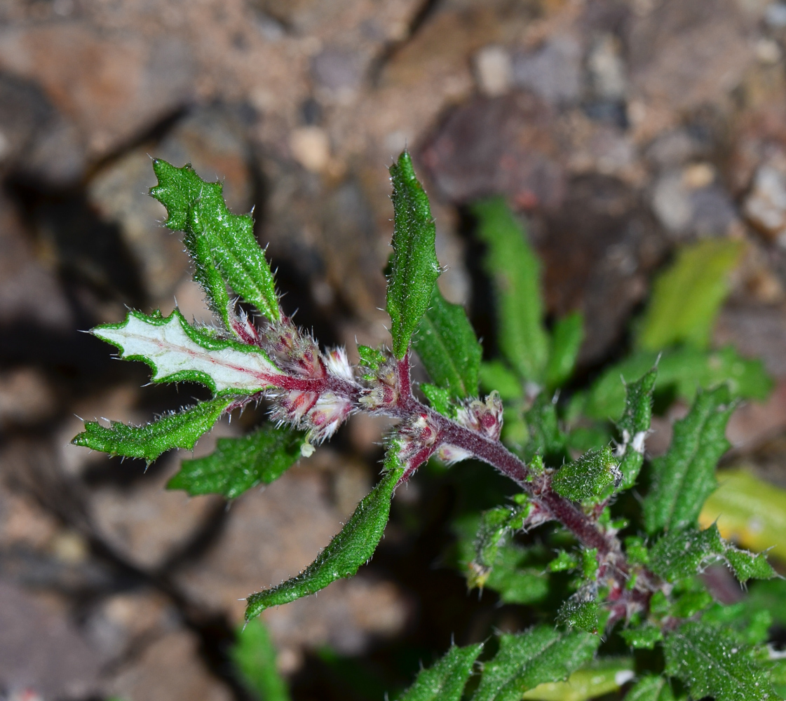 Image of Forsskaolea angustifolia specimen.