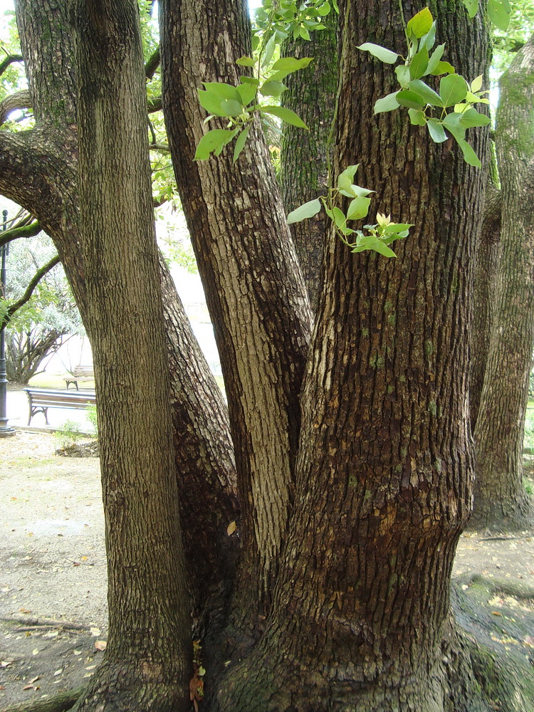 Изображение особи Cinnamomum camphora.