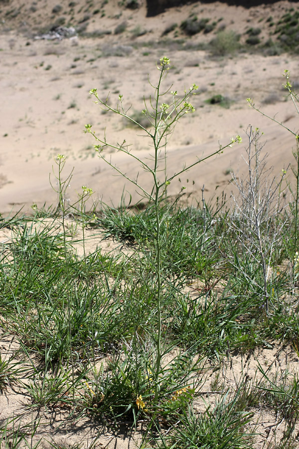 Image of Sisymbrium altissimum specimen.