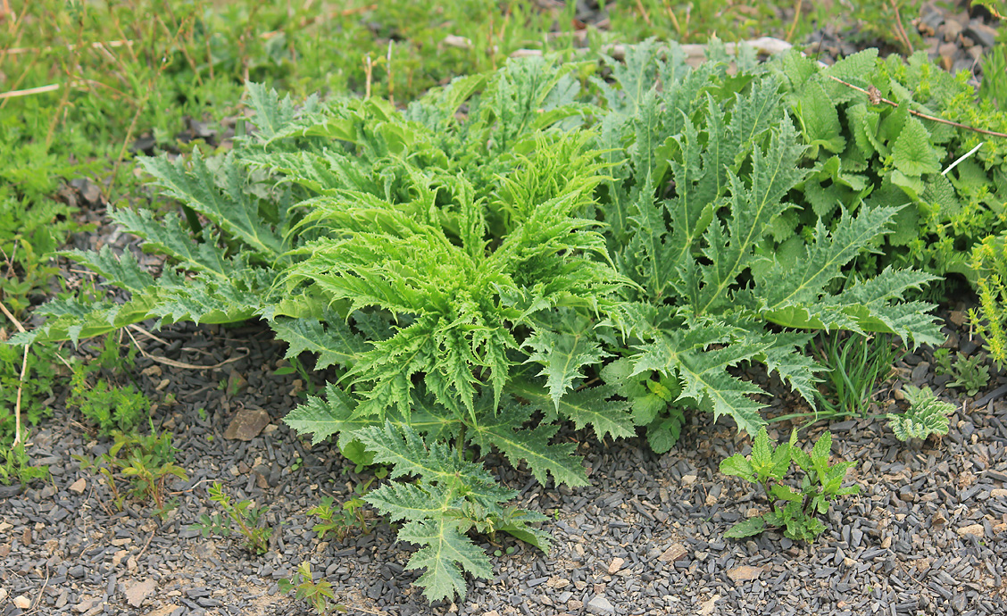 Изображение особи Heracleum mantegazzianum.