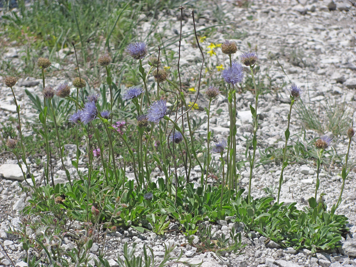 Image of Globularia trichosantha specimen.