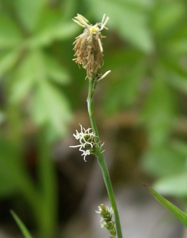 Image of Carex vaginata specimen.