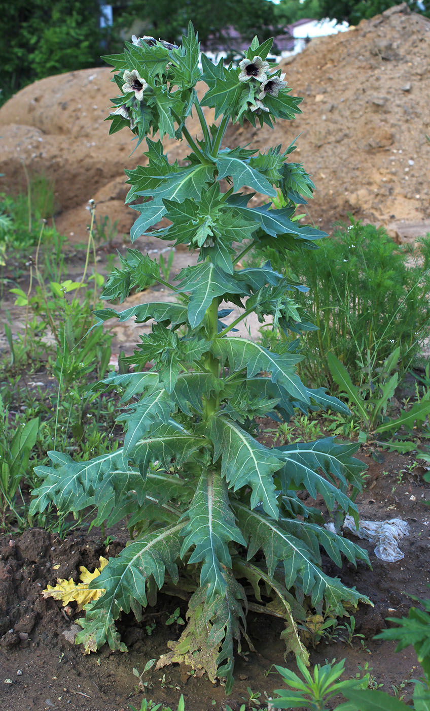 Изображение особи Hyoscyamus niger.