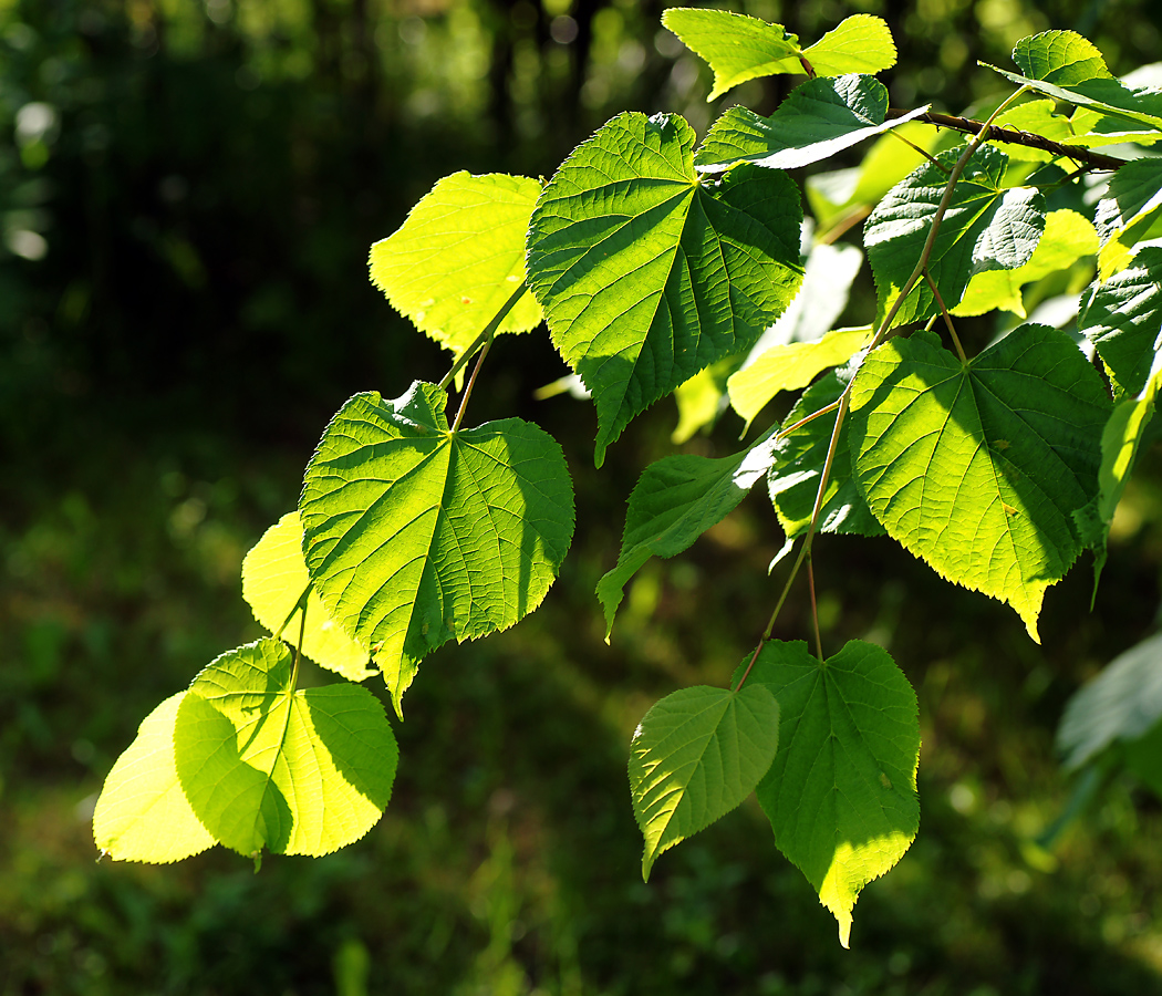 Image of Tilia cordata specimen.