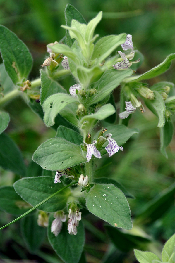 Image of Ajuga laxmannii specimen.