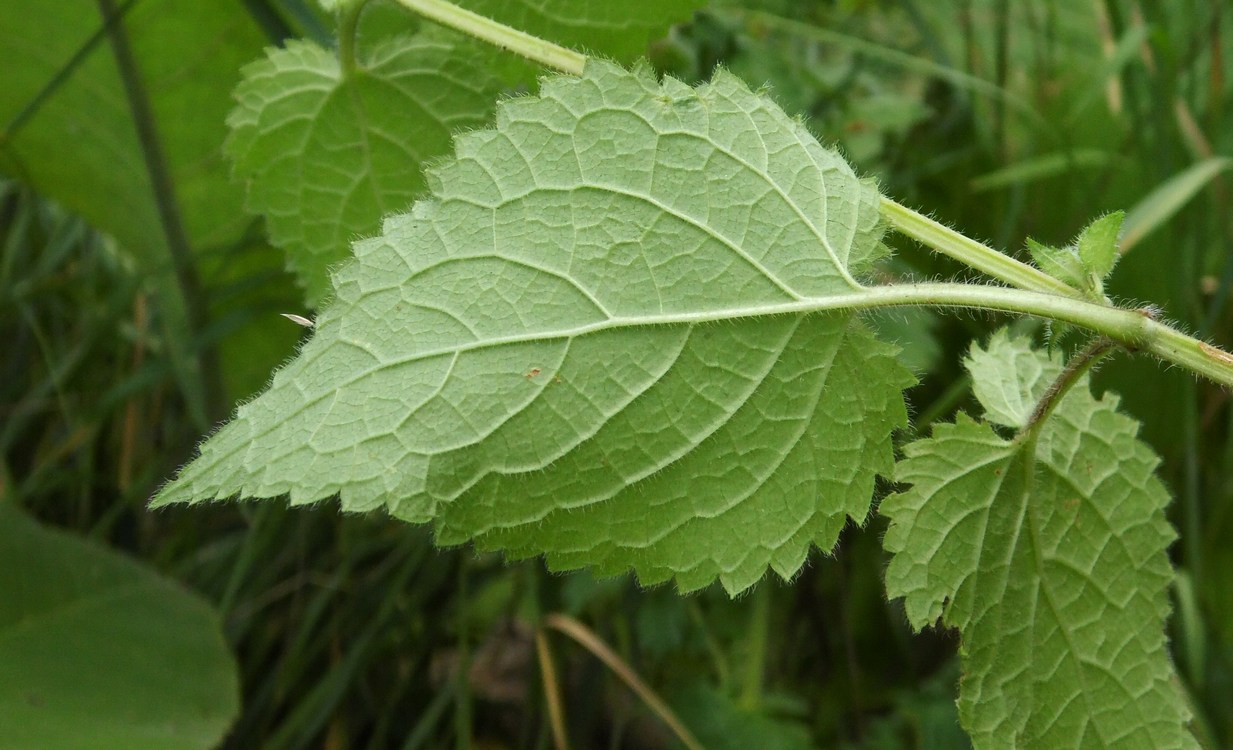 Image of Stachys sylvatica specimen.