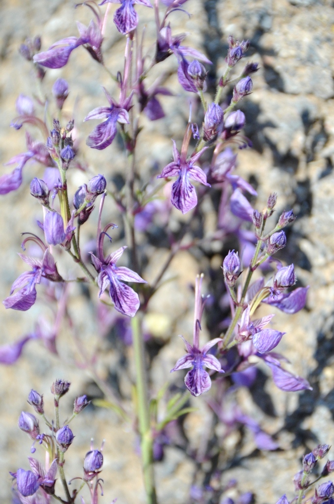 Изображение особи Teucrium orientale.