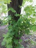 Acer platanoides. Молодая поросль от основания старого дерева. Мурманск, палисадник на железнодорожном вокзале. 18.07.2016.