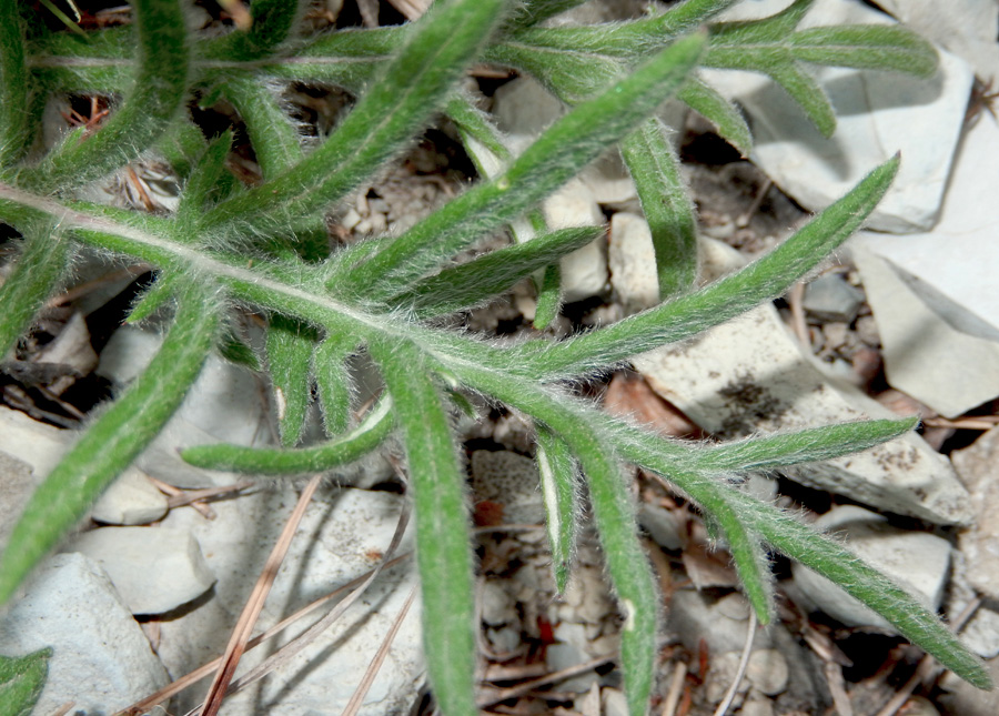 Image of Jurinea blanda specimen.