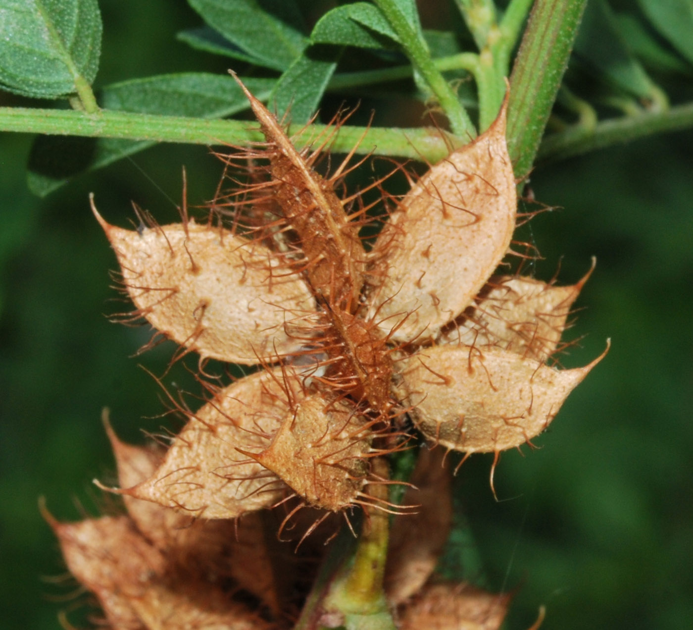 Изображение особи Glycyrrhiza echinata.