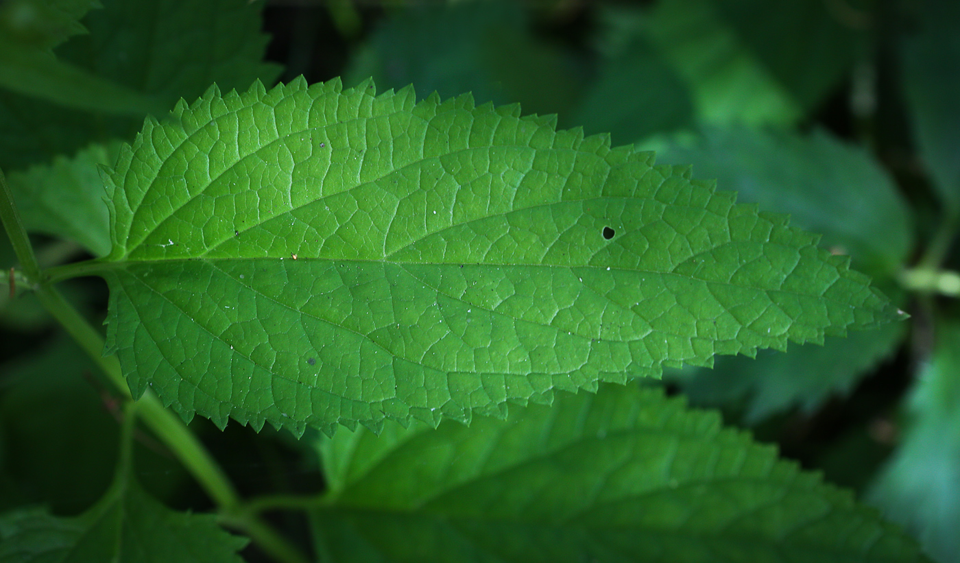 Изображение особи Scrophularia nodosa.