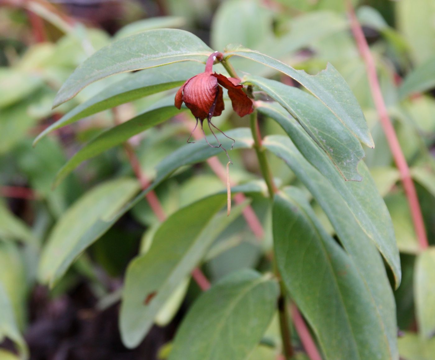 Изображение особи Hypericum calycinum.