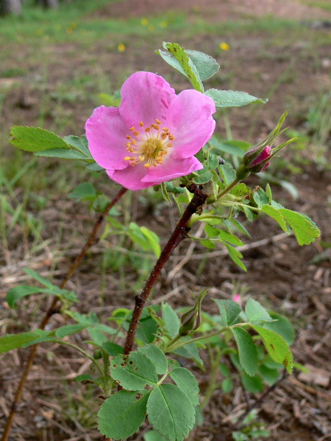 Image of Rosa acicularis specimen.