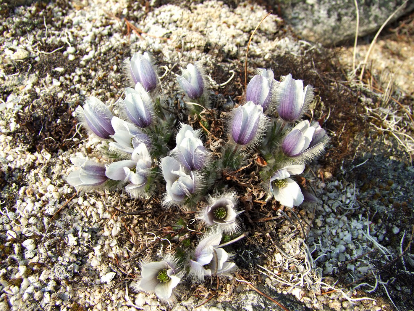 Image of Pulsatilla magadanensis specimen.