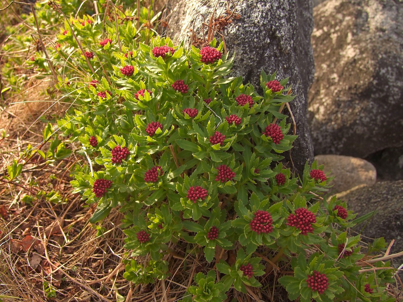 Image of Rhodiola integrifolia specimen.