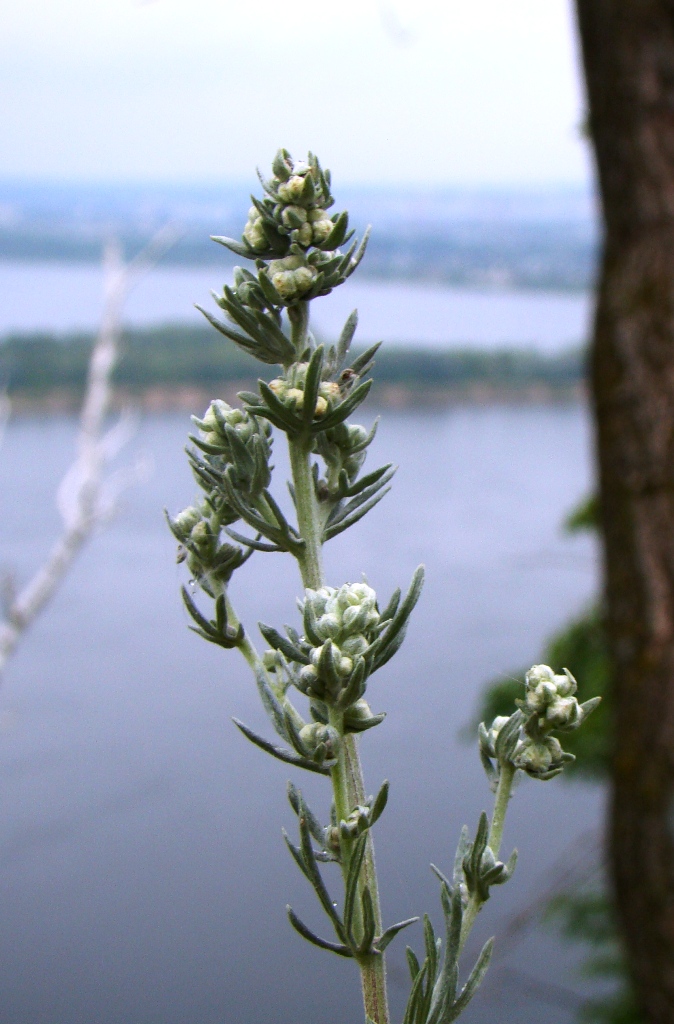 Image of Artemisia sericea specimen.