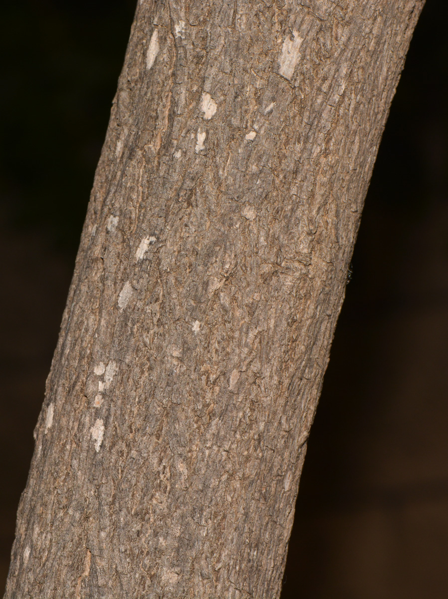 Image of Handroanthus chrysanthus specimen.