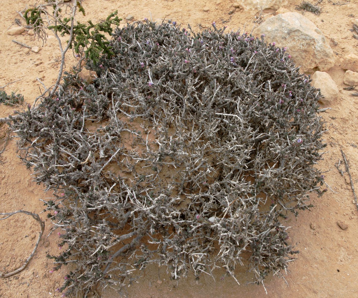 Image of Echiochilon fruticosum specimen.