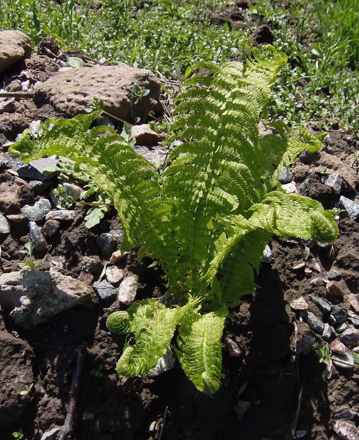 Image of Matteuccia struthiopteris specimen.