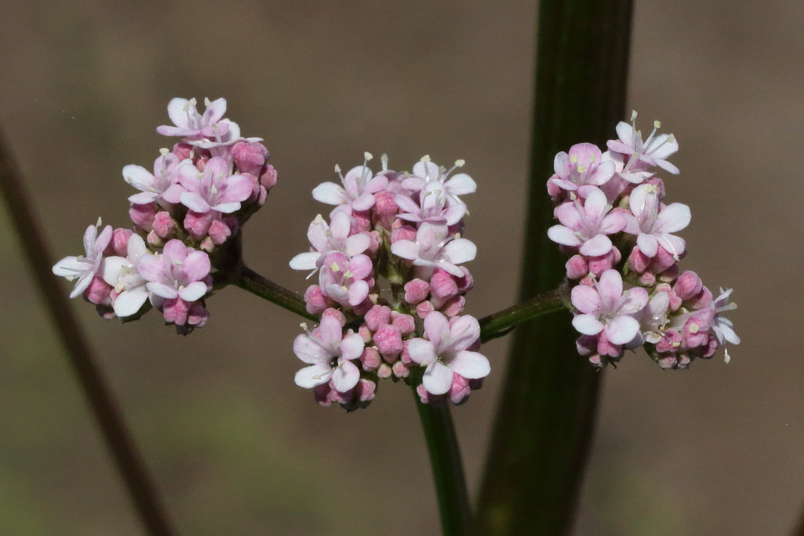 Изображение особи род Valeriana.