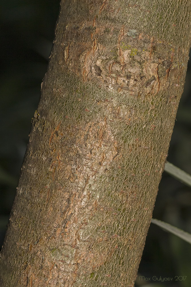 Image of Salix alba specimen.