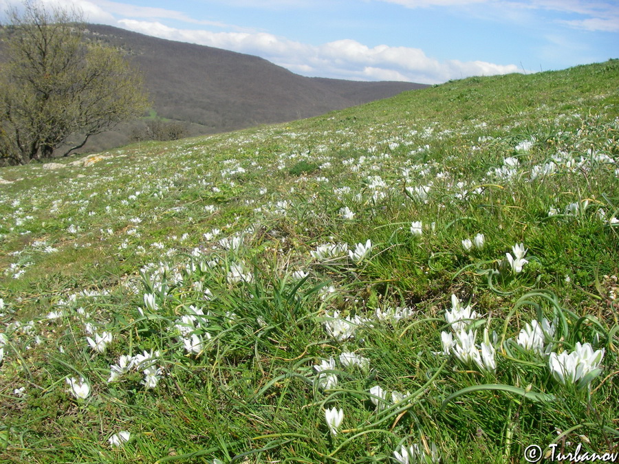 Image of Ornithogalum fimbriatum specimen.