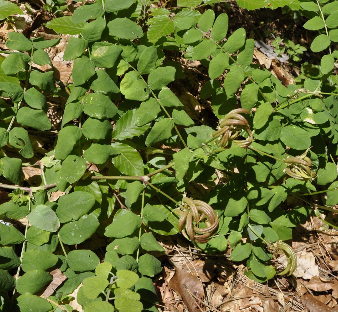 Изображение особи Astragalus glycyphyllos.