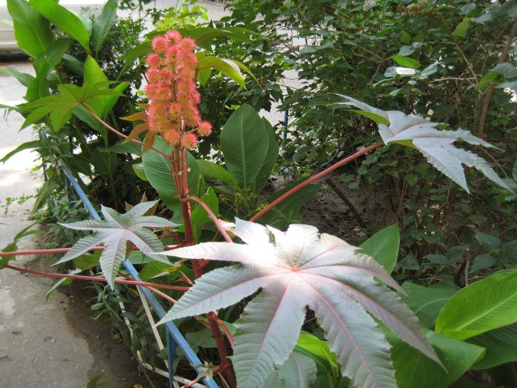 Image of Ricinus communis specimen.