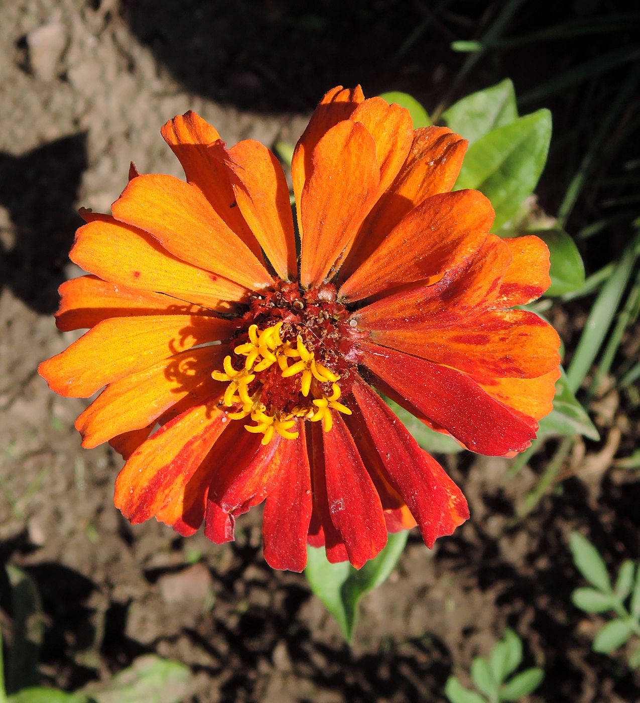 Image of Zinnia elegans specimen.