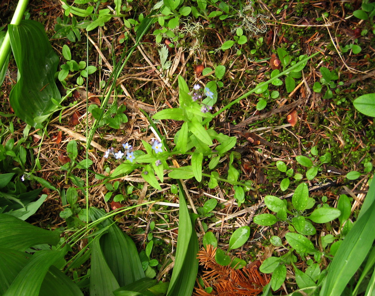 Изображение особи Myosotis ergakensis.