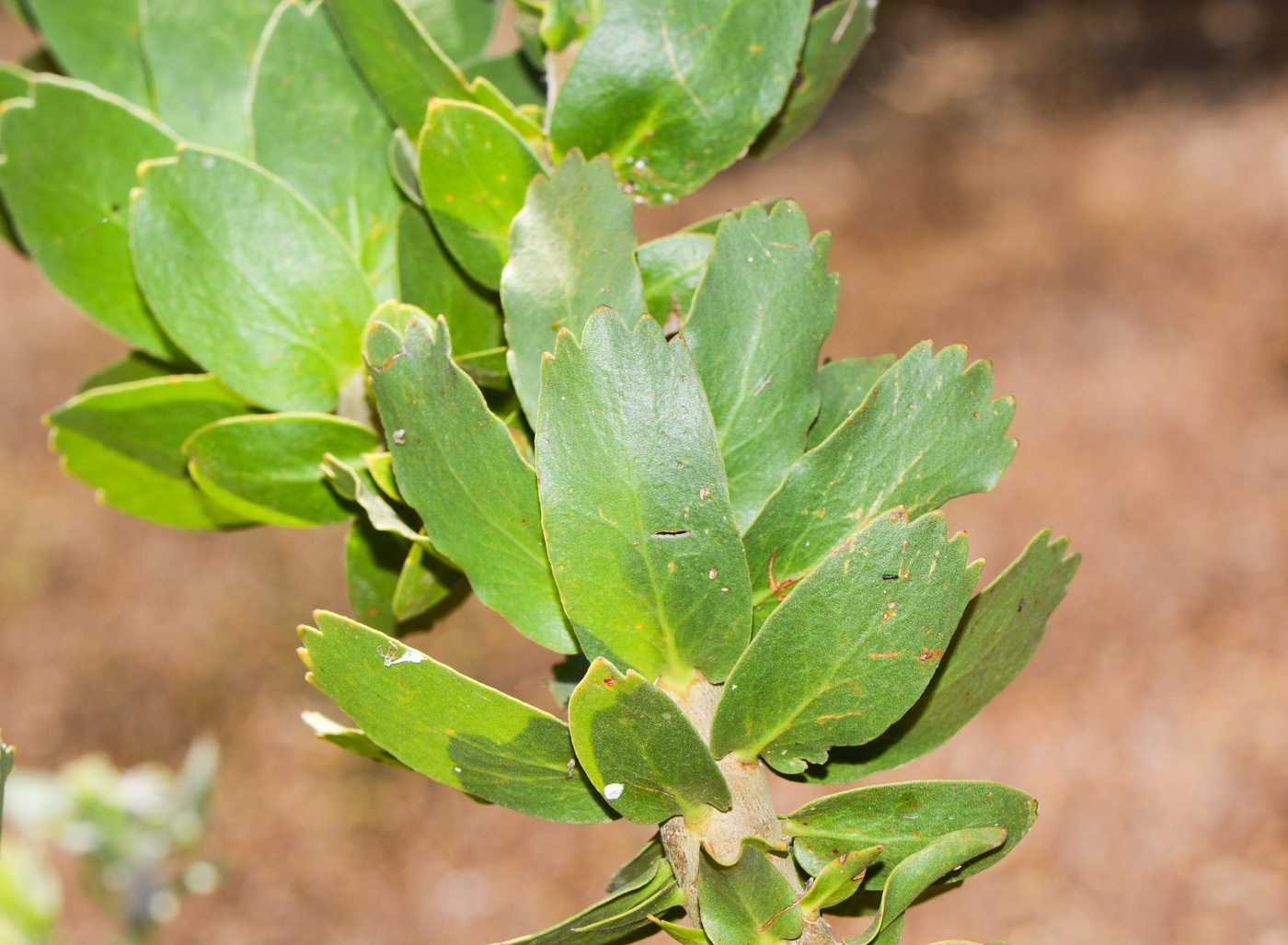 Image of Leucospermum cordifolium specimen.