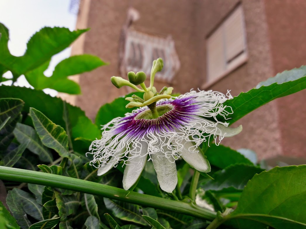 Image of Passiflora edulis specimen.