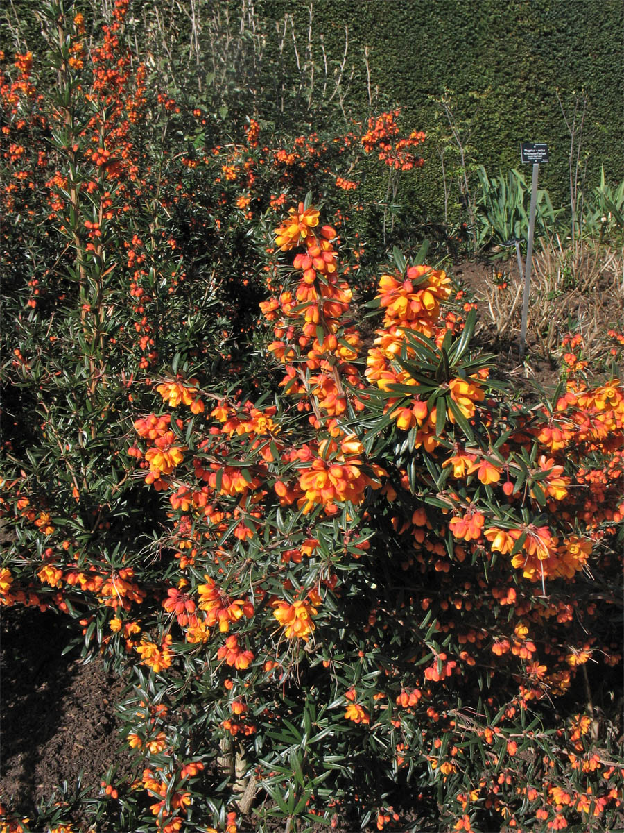 Image of Berberis trigona specimen.