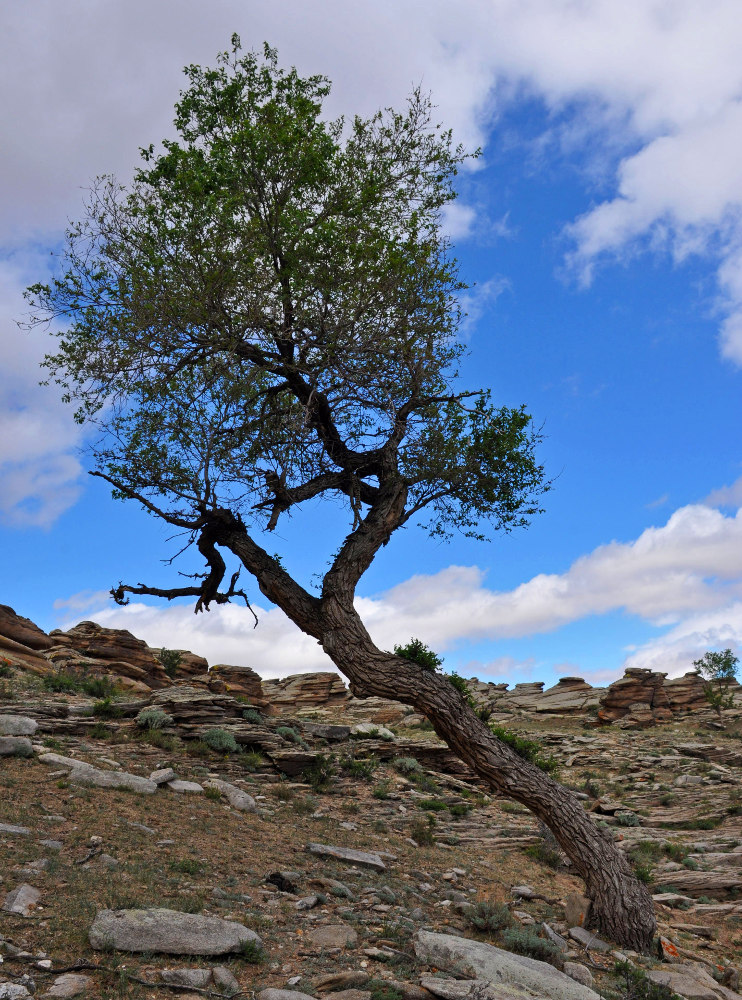 Изображение особи Ulmus pumila.