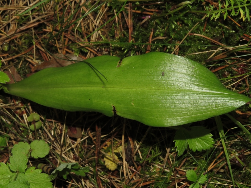 Image of Platanthera bifolia specimen.